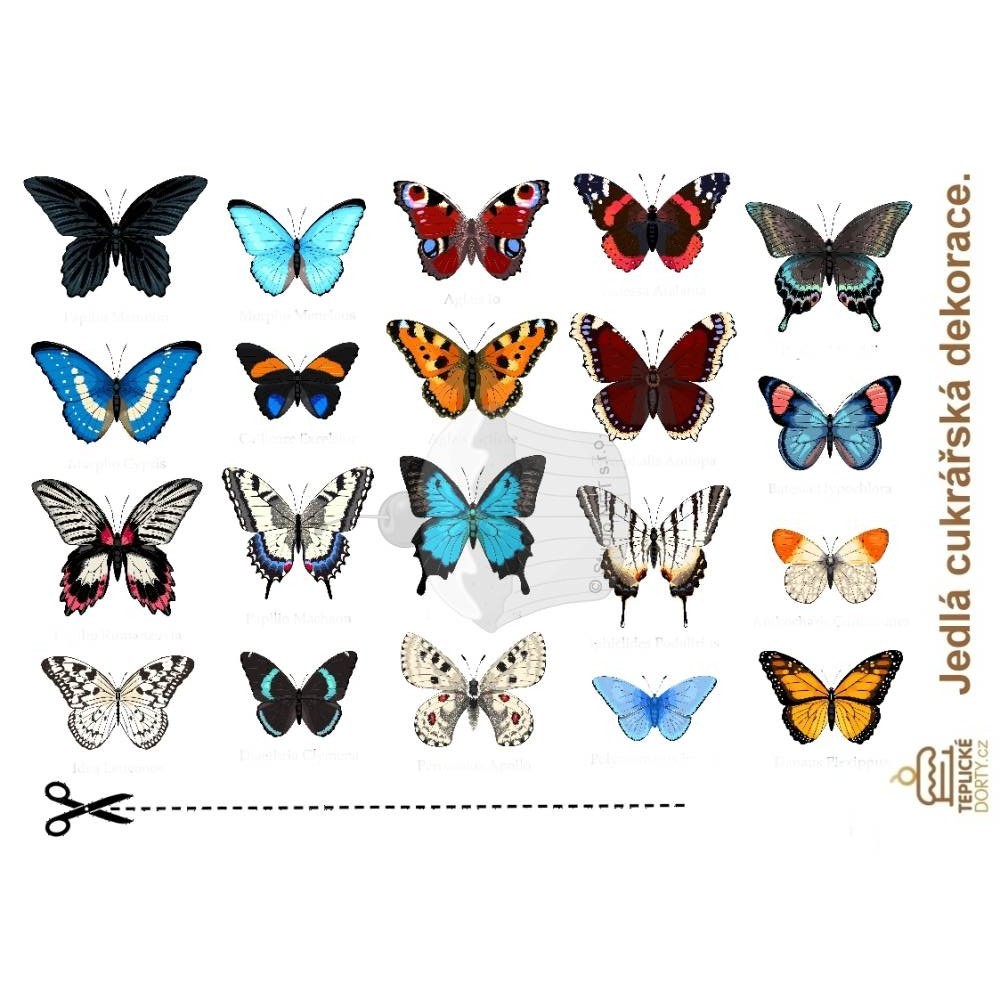 "Butterflies Amazon 20pcs" - A4