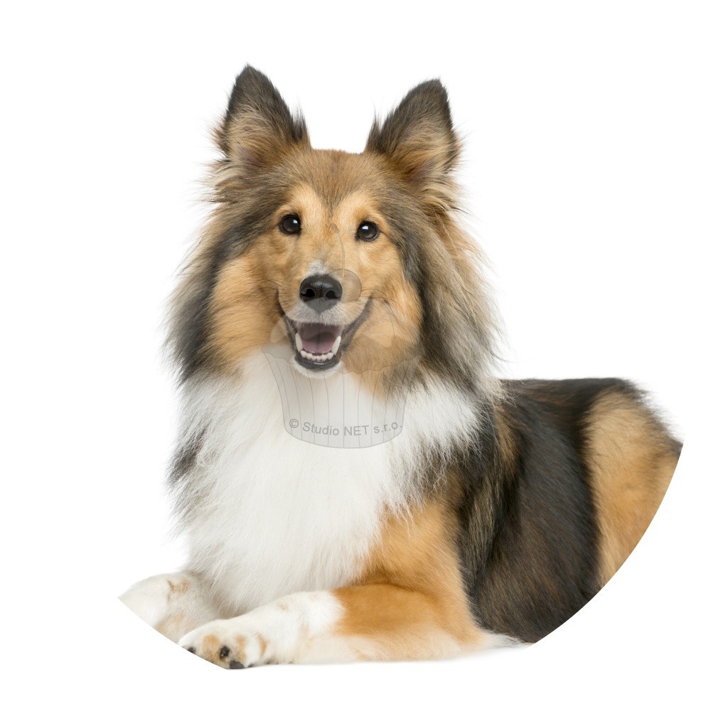 Essbares Papier "Hunde 4" Sheltie - A4