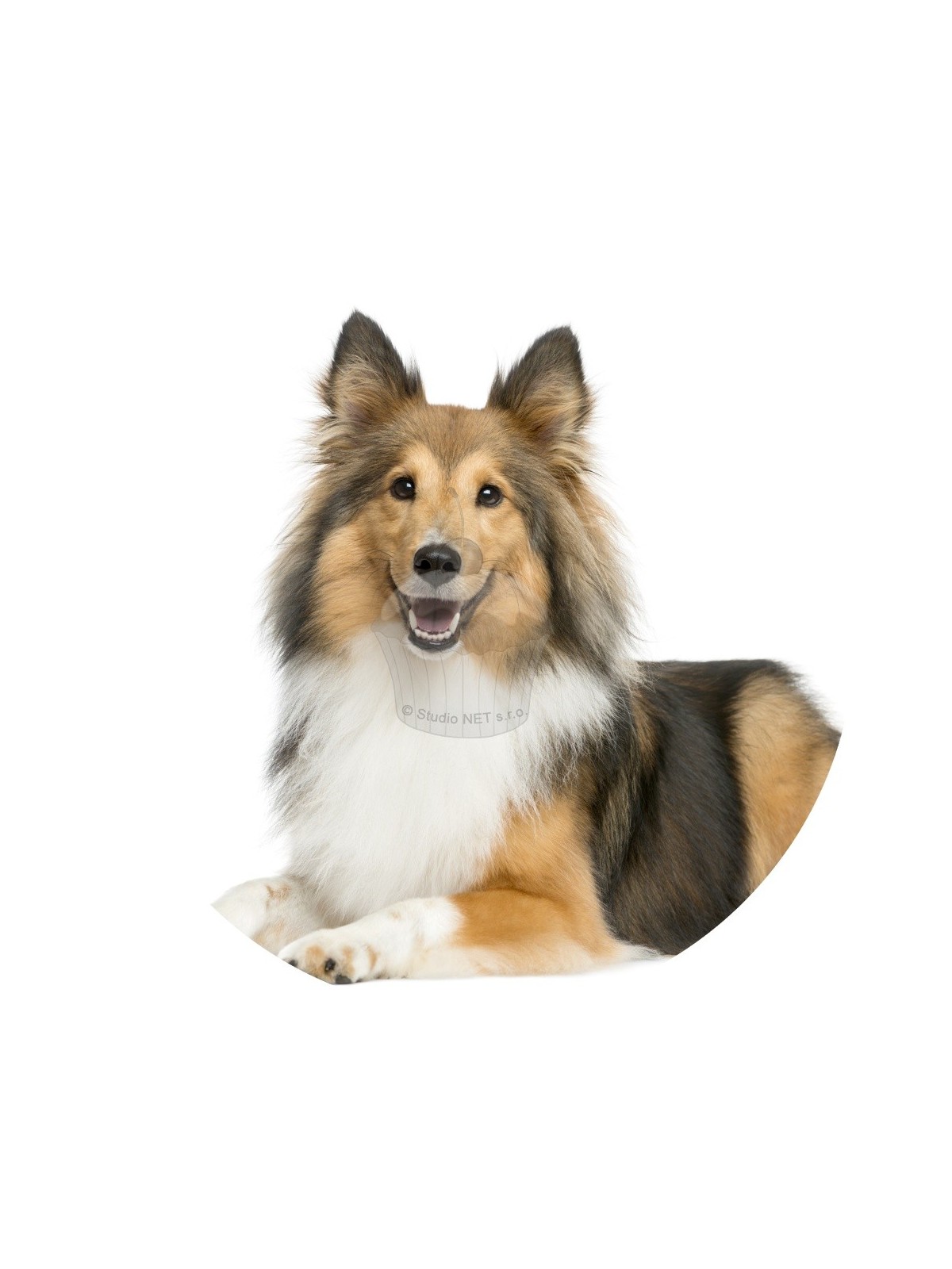 Essbares Papier "Hunde 4" Sheltie - A4